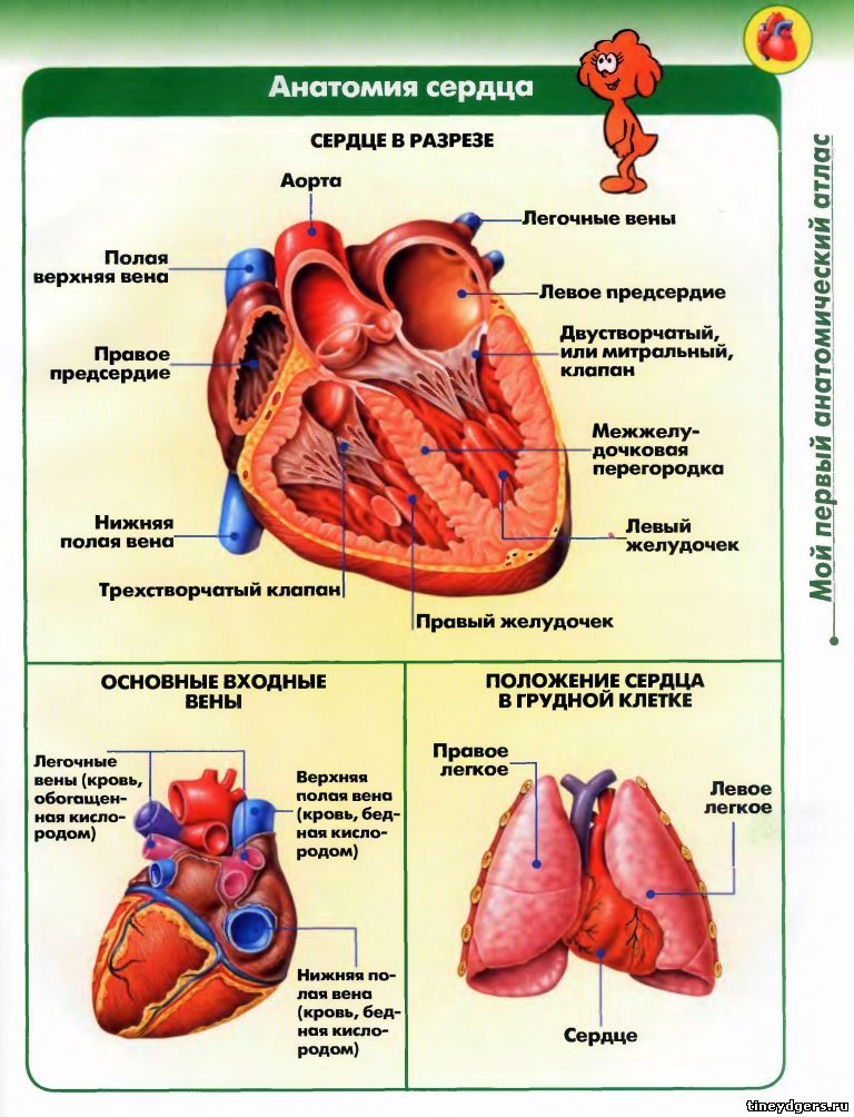 сердце человека